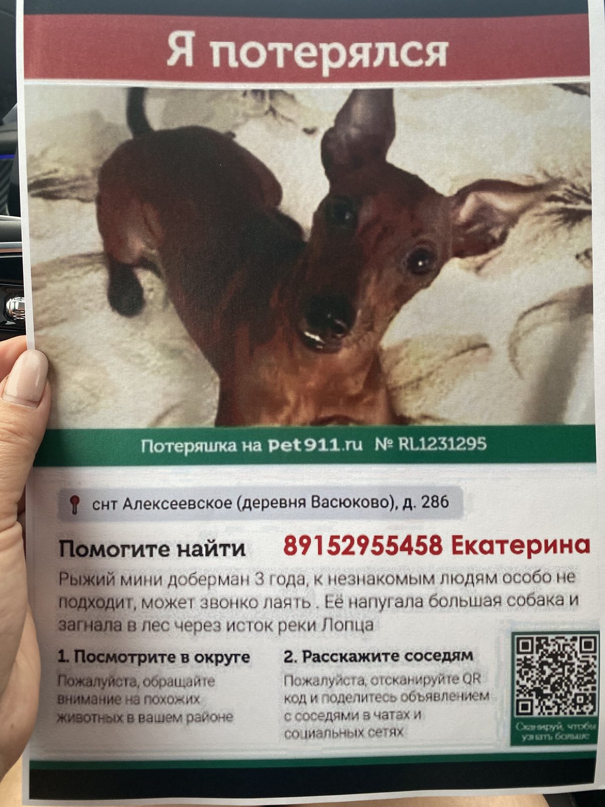 Пропала собака в Солнечногорске — Убежала собака