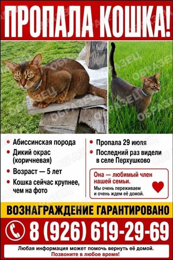 Пропала кошка в Одинцове — Абиссинская кошка