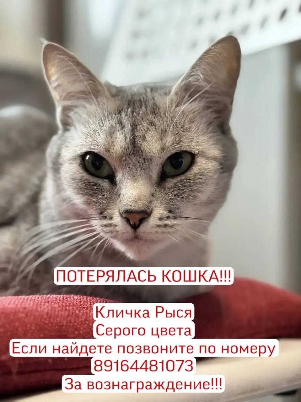Найдена кошка в Клине — фото объявления
