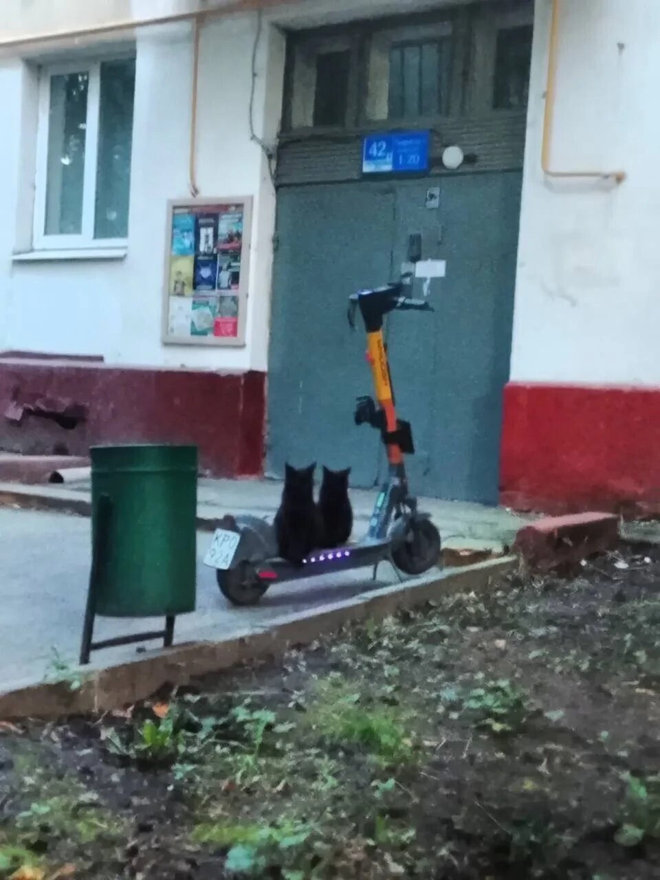 Объявление о питомце в Троицке — фото объявления