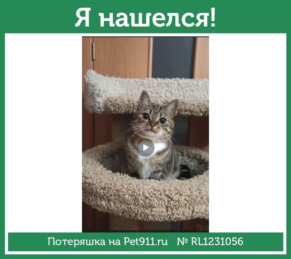 Найдена кошка в Балакове — фото объявления