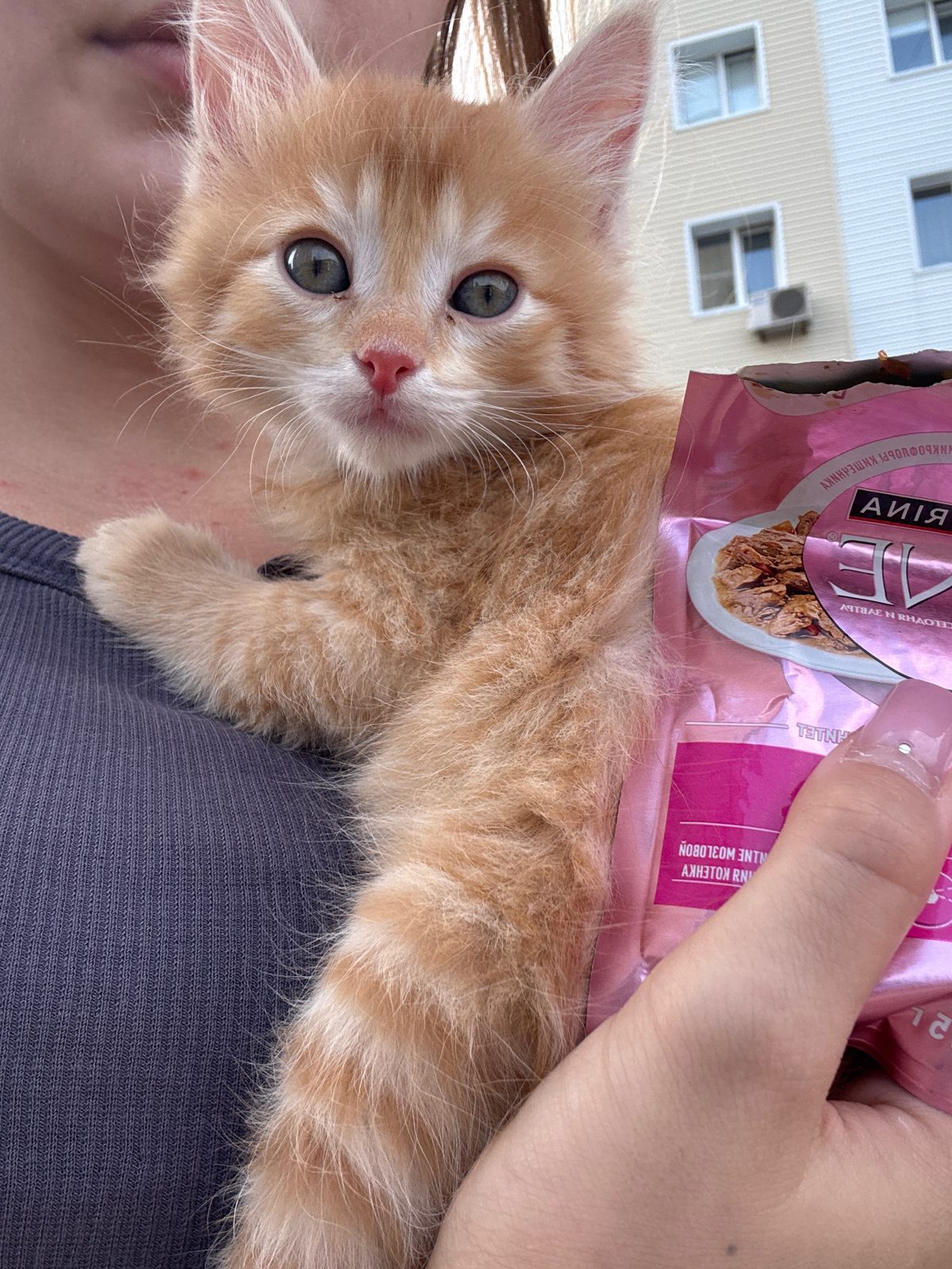 Найдена кошка в Сургуте — Котенок