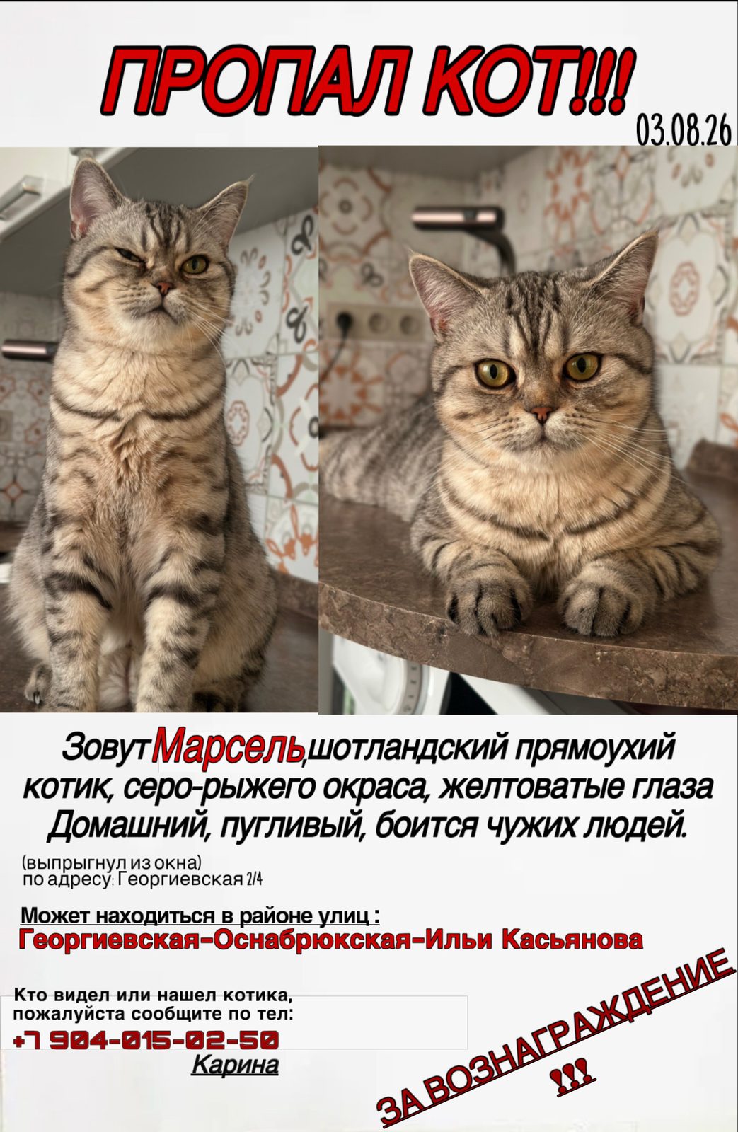 Пропала кошка в Твери — Попал кот