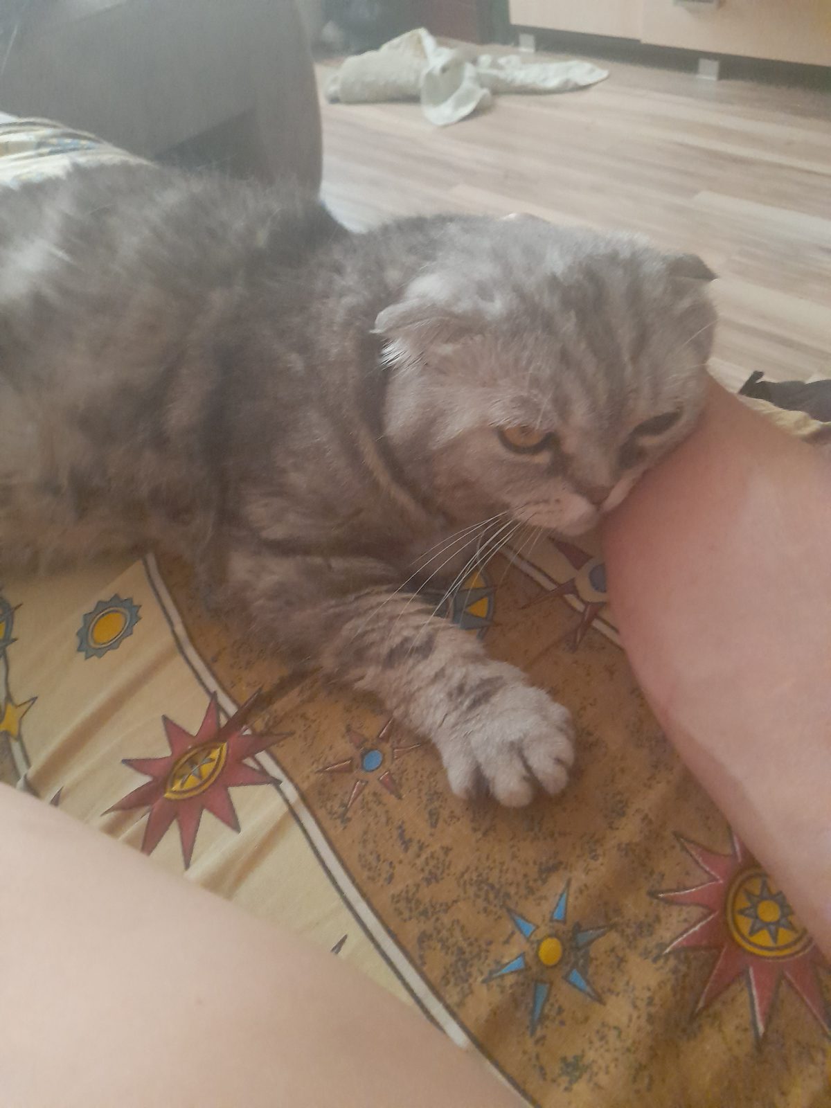 Пропала кошка в Омске — Утерян Кот! Серый вислоухий британец..