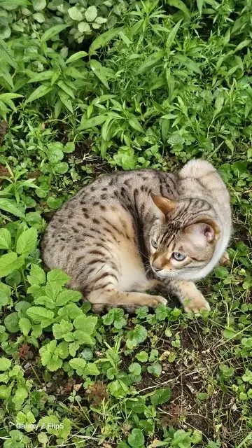 Пропала кошка в Красногорске — Помогите пожалуйста найти кота !