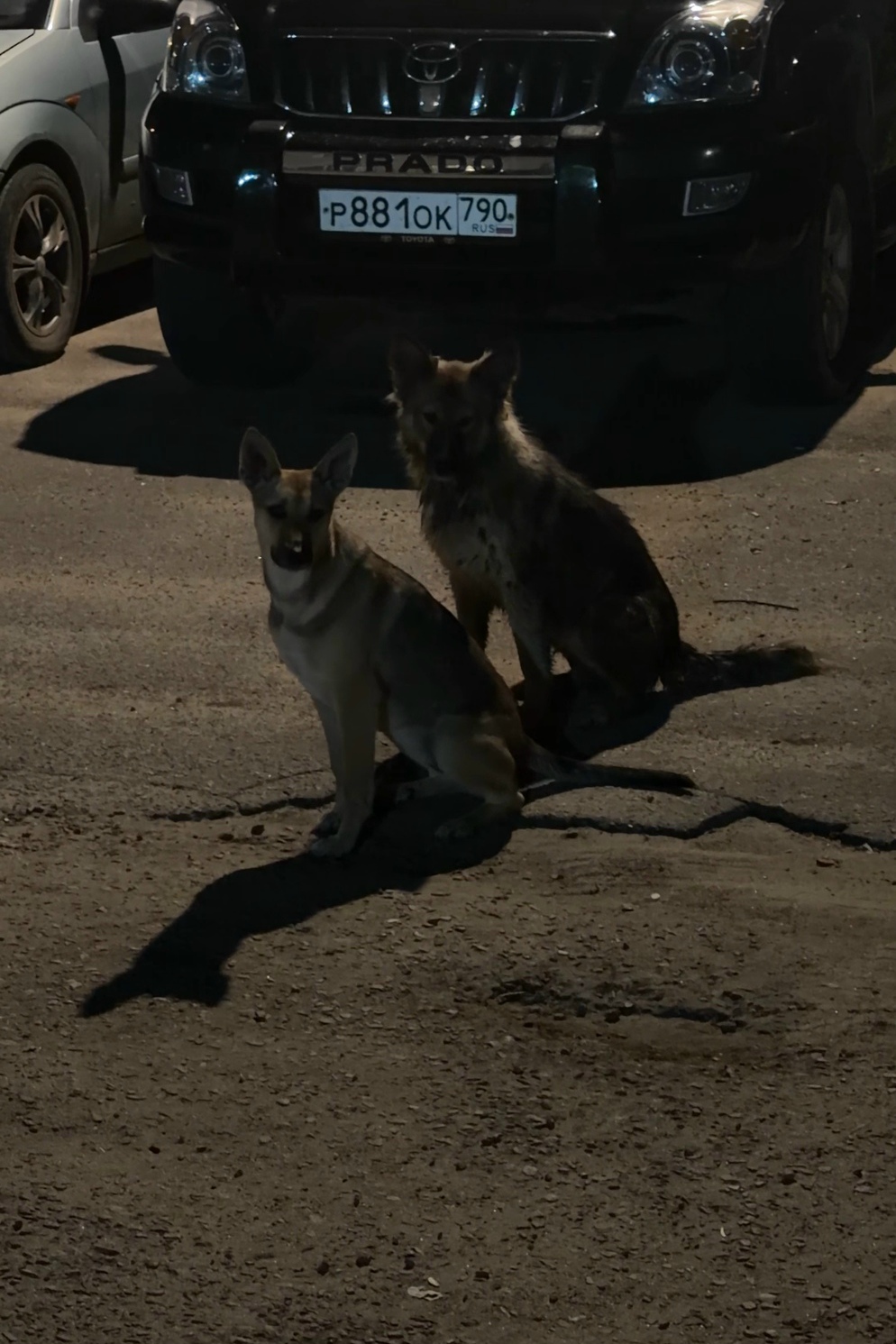 Найдена собака в Майкопе — фото объявления