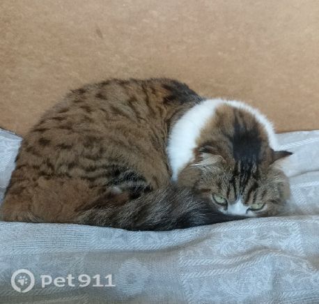 Найдена кошка в Ивантеевке — фото объявления