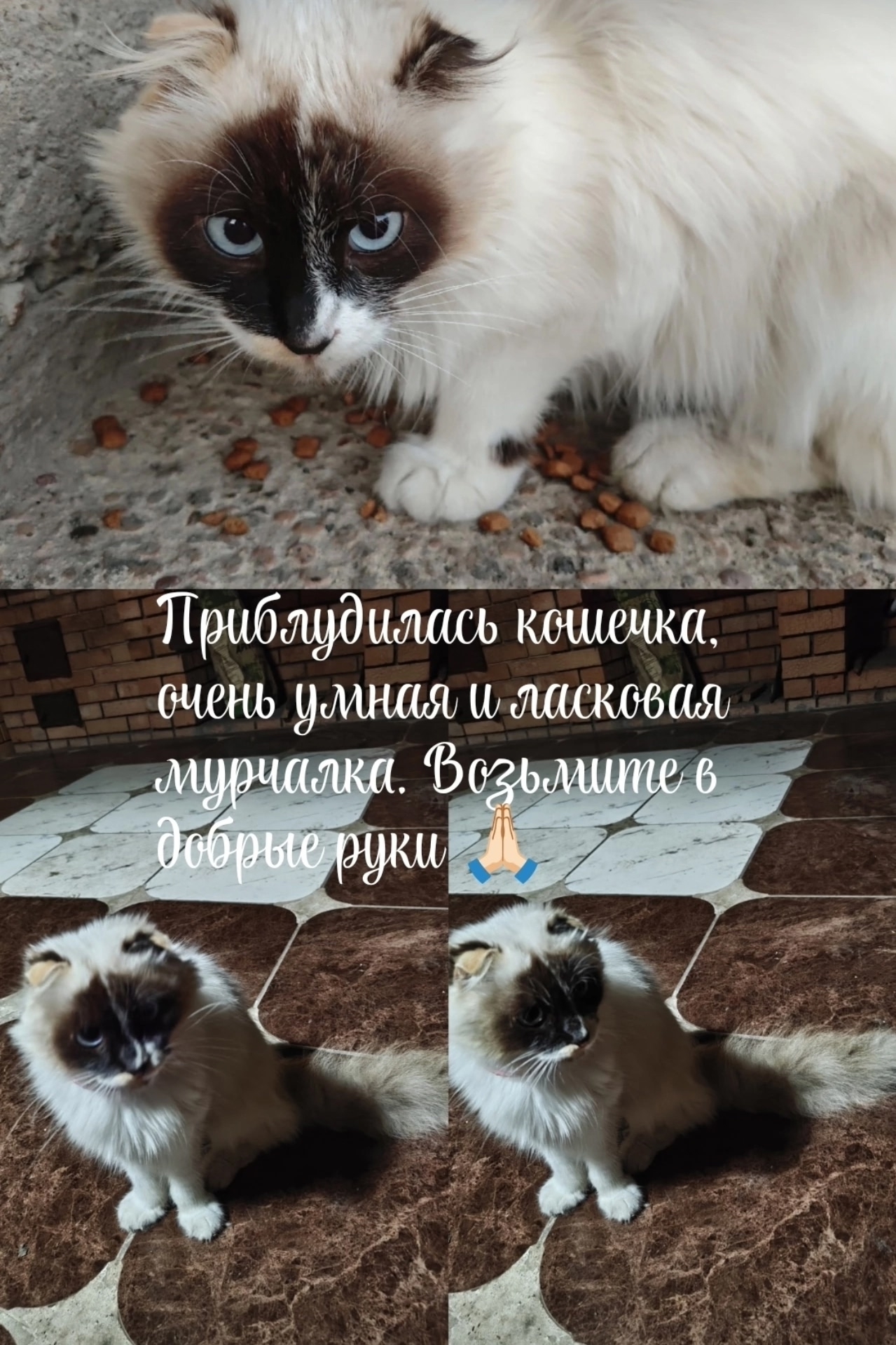 Найдена кошка в Белгороде — фото объявления