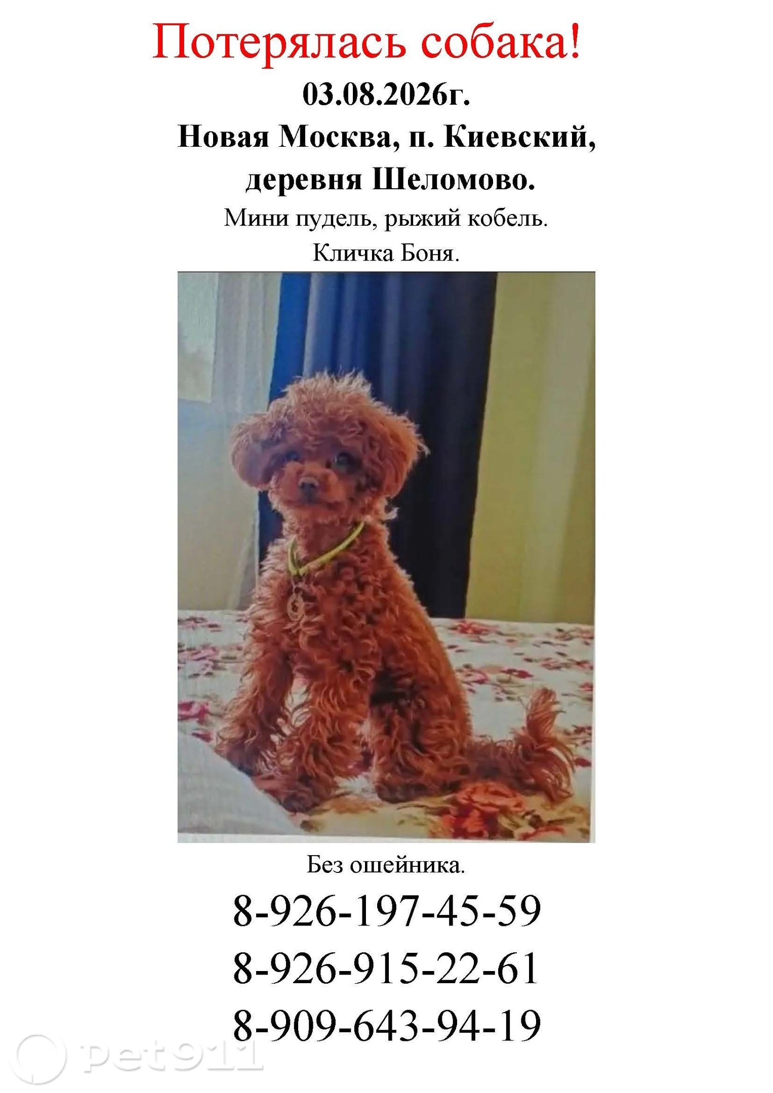 Найдена собака в Пятигорске — фото объявления