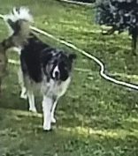 Пропала собака в Ульяновске — фото объявления