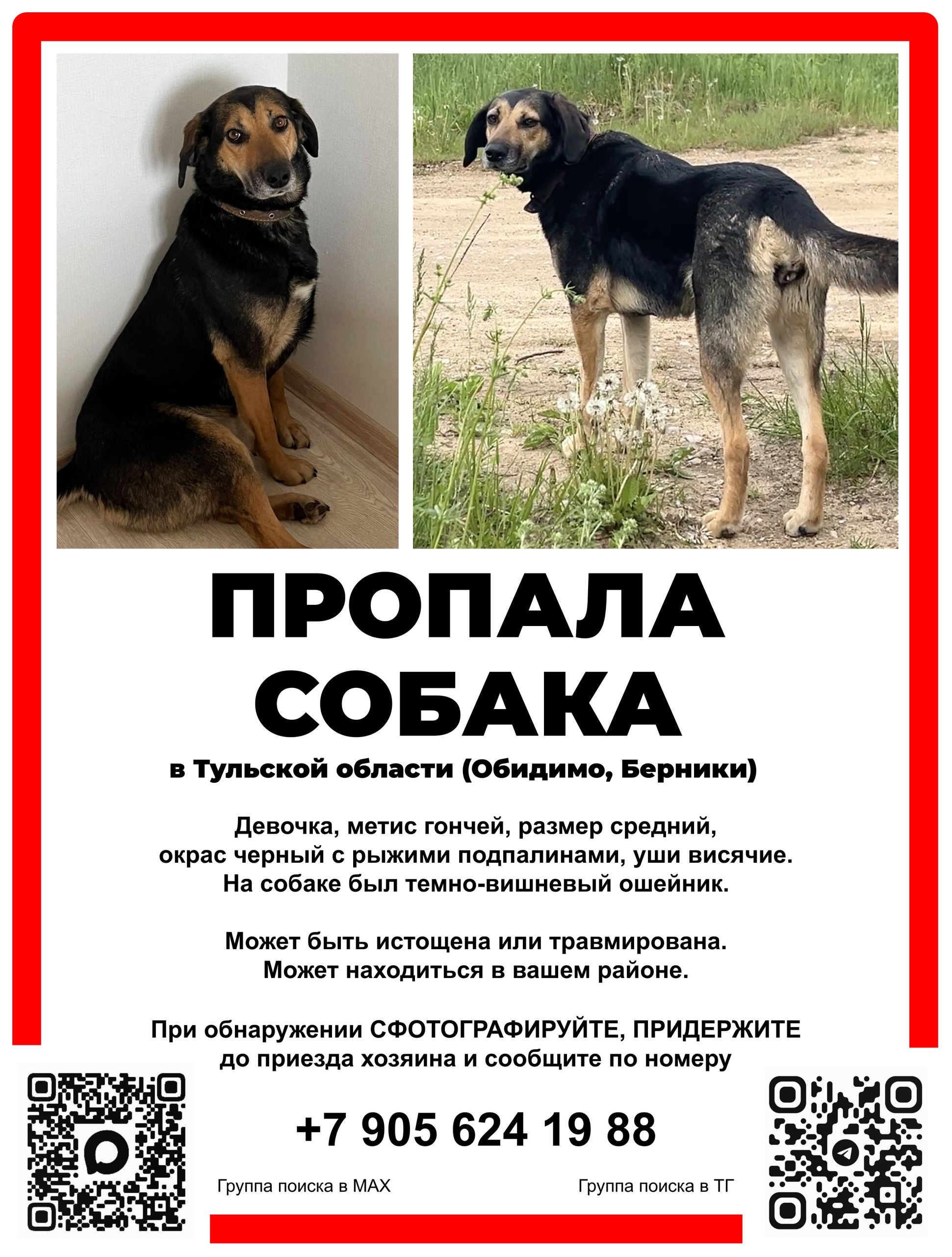 Найдена собака в Серпухове — фото объявления