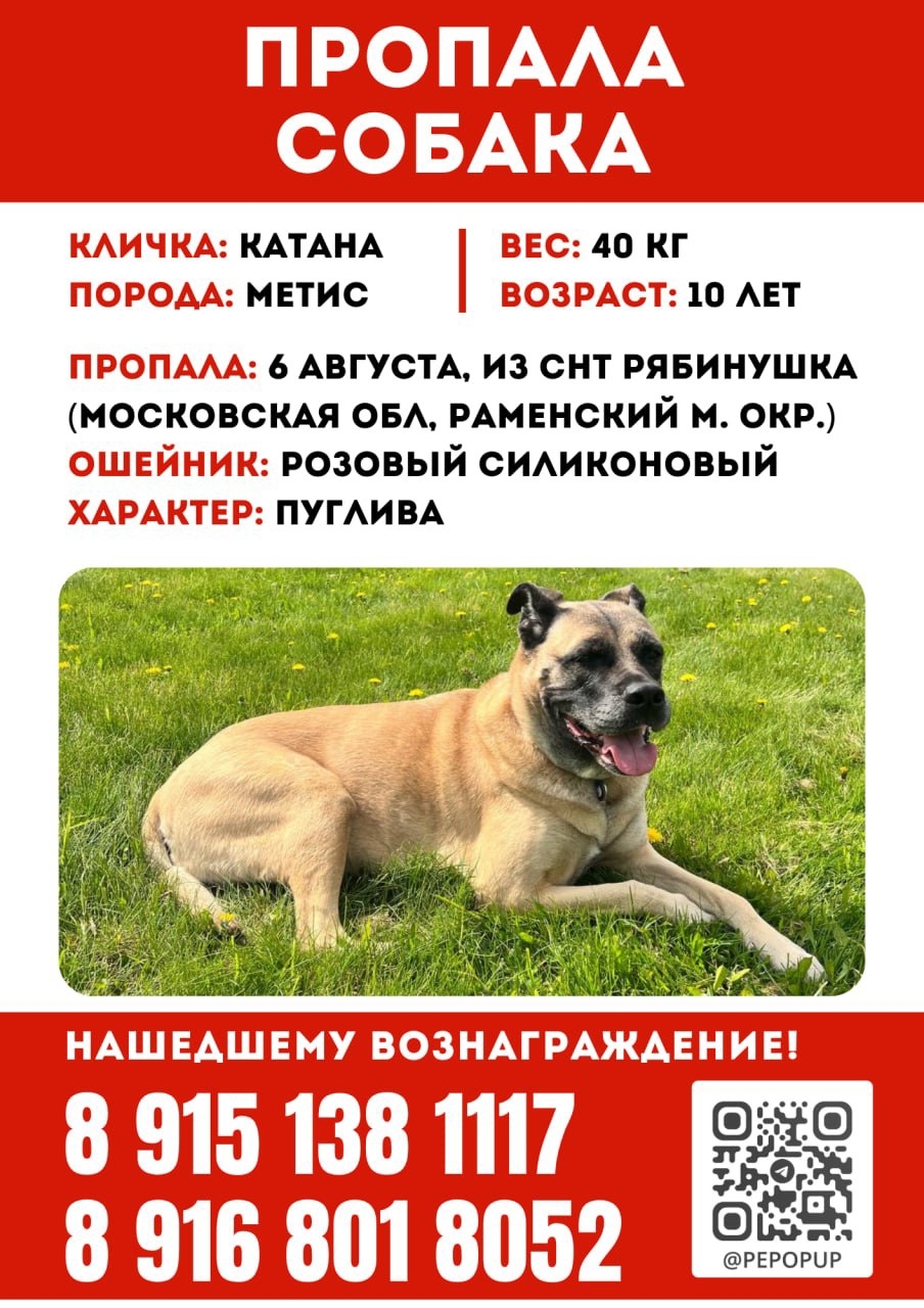 Найдена собака в Раменском — фото объявления