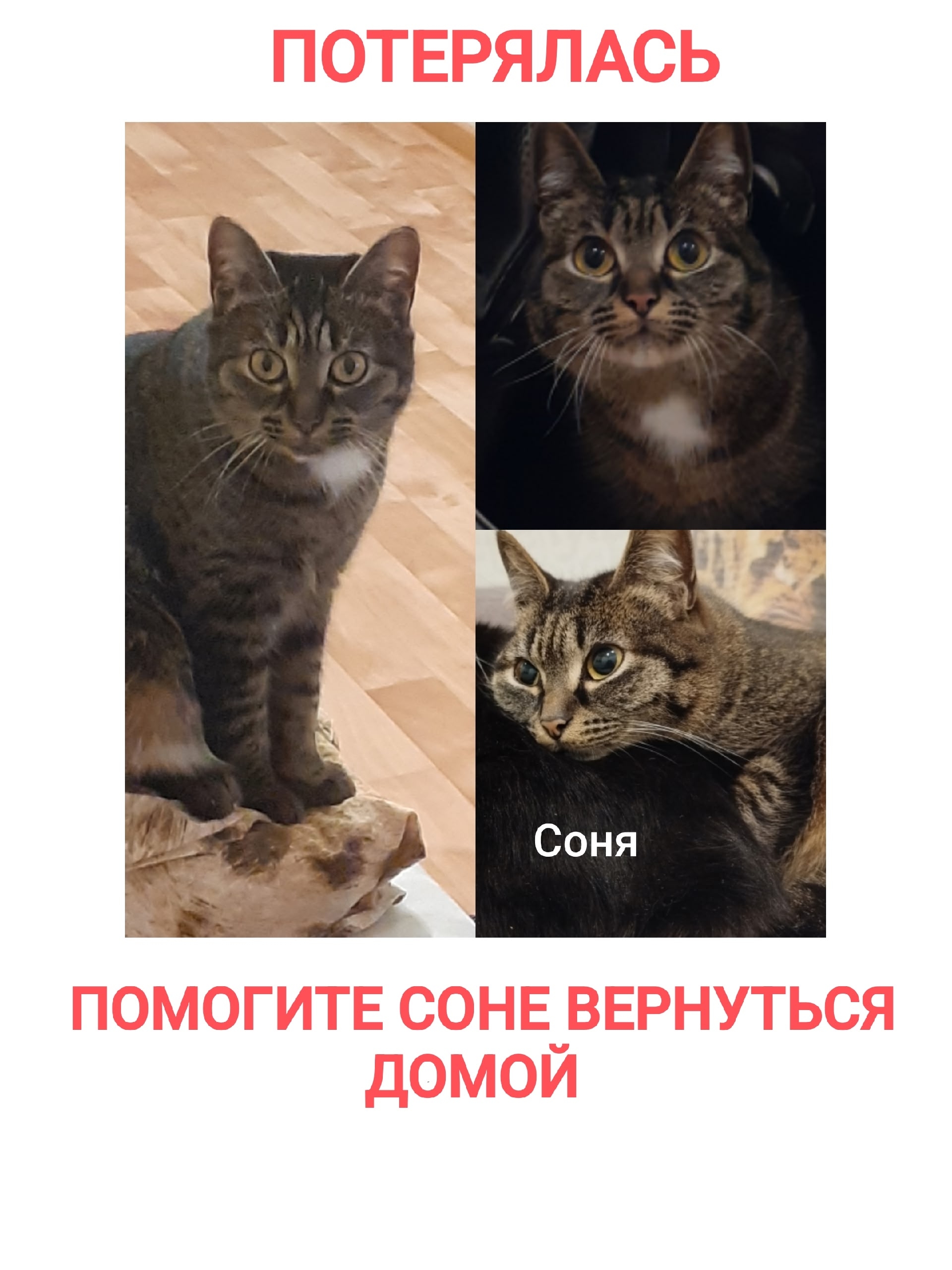 Найдена собака в Троицке — фото объявления