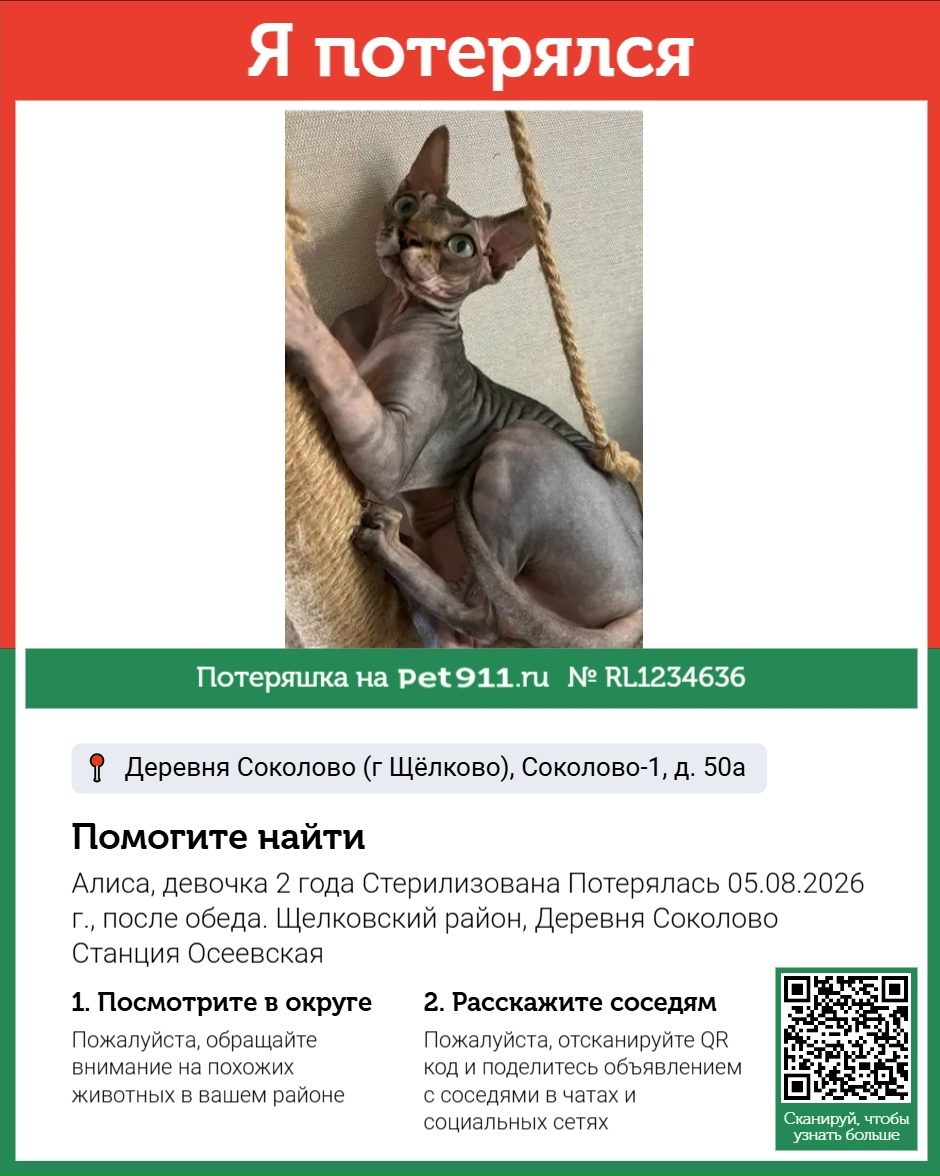 Найдена кошка в Ивантеевке — фото объявления