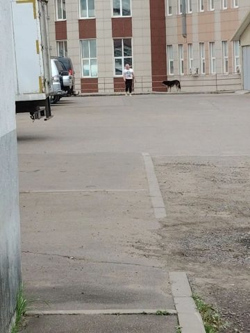 Пропала собака в Дзержинске — фото объявления