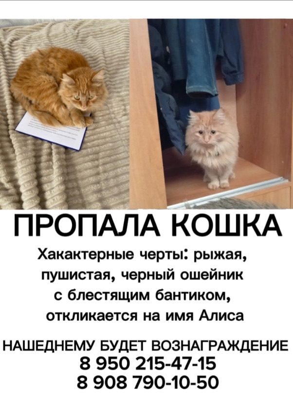 Пропала кошка в Омске — фото объявления