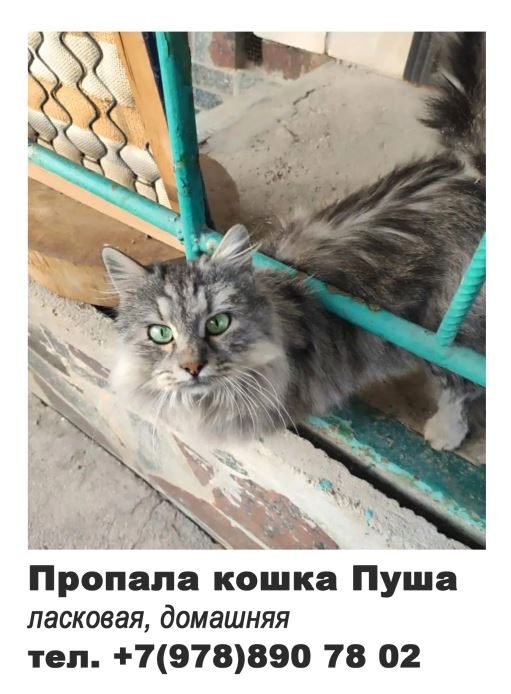 Пропала кошка в Симферополе — фото объявления