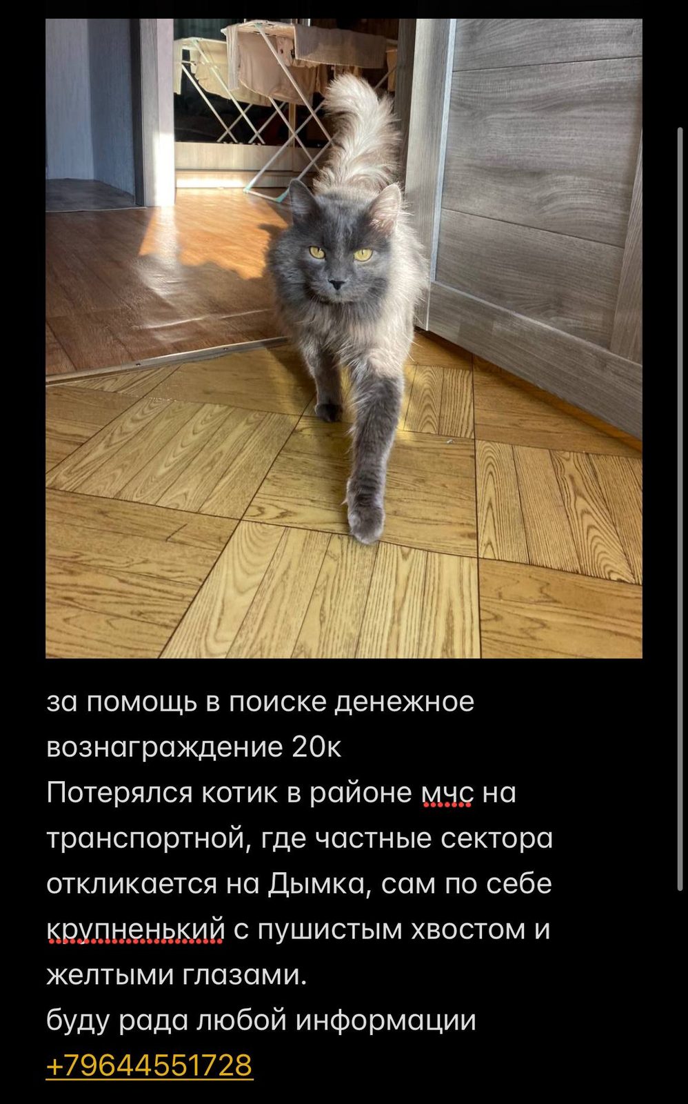 Пропала кошка в Магадане — фото объявления