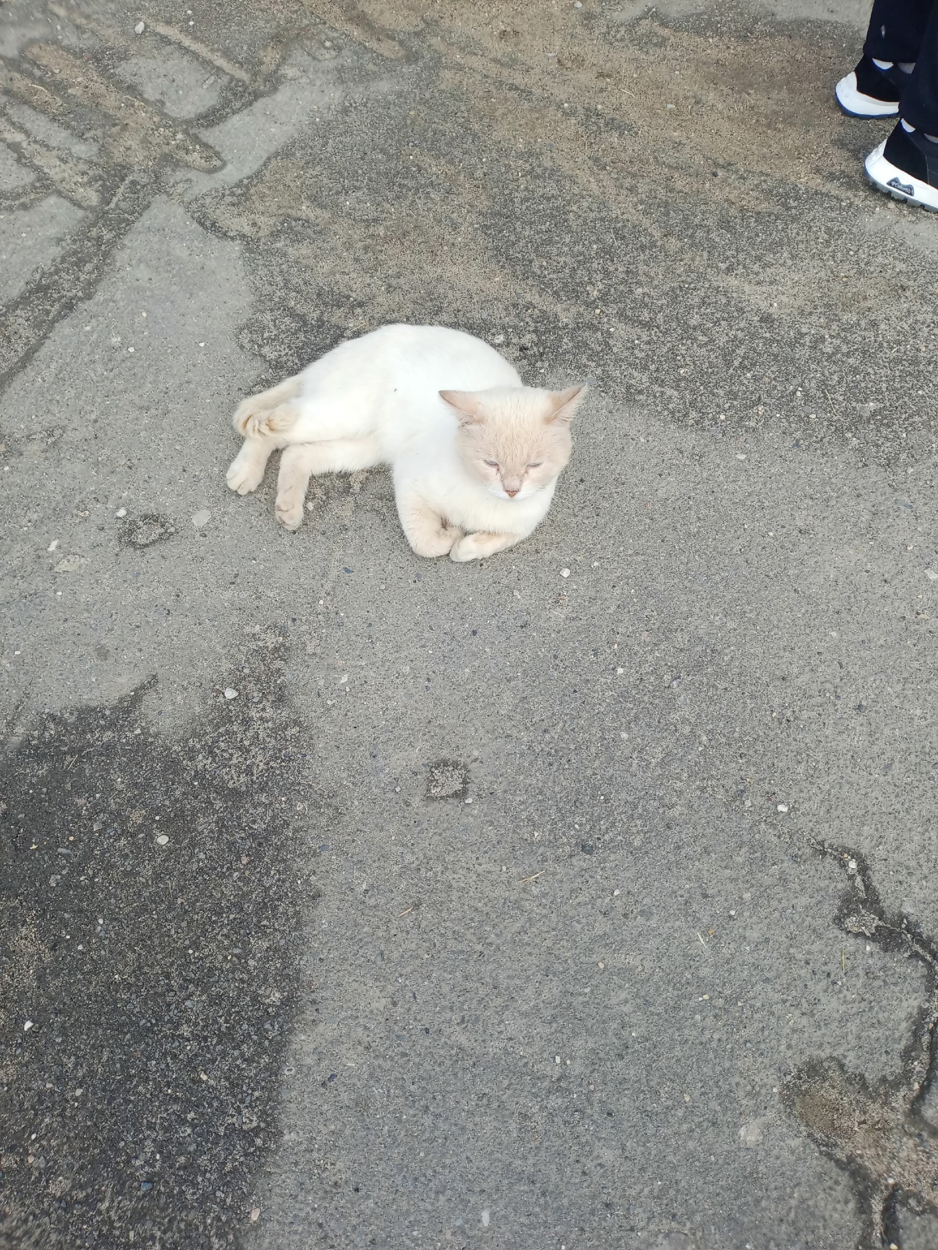 Найдена кошка в Вологде — фото объявления