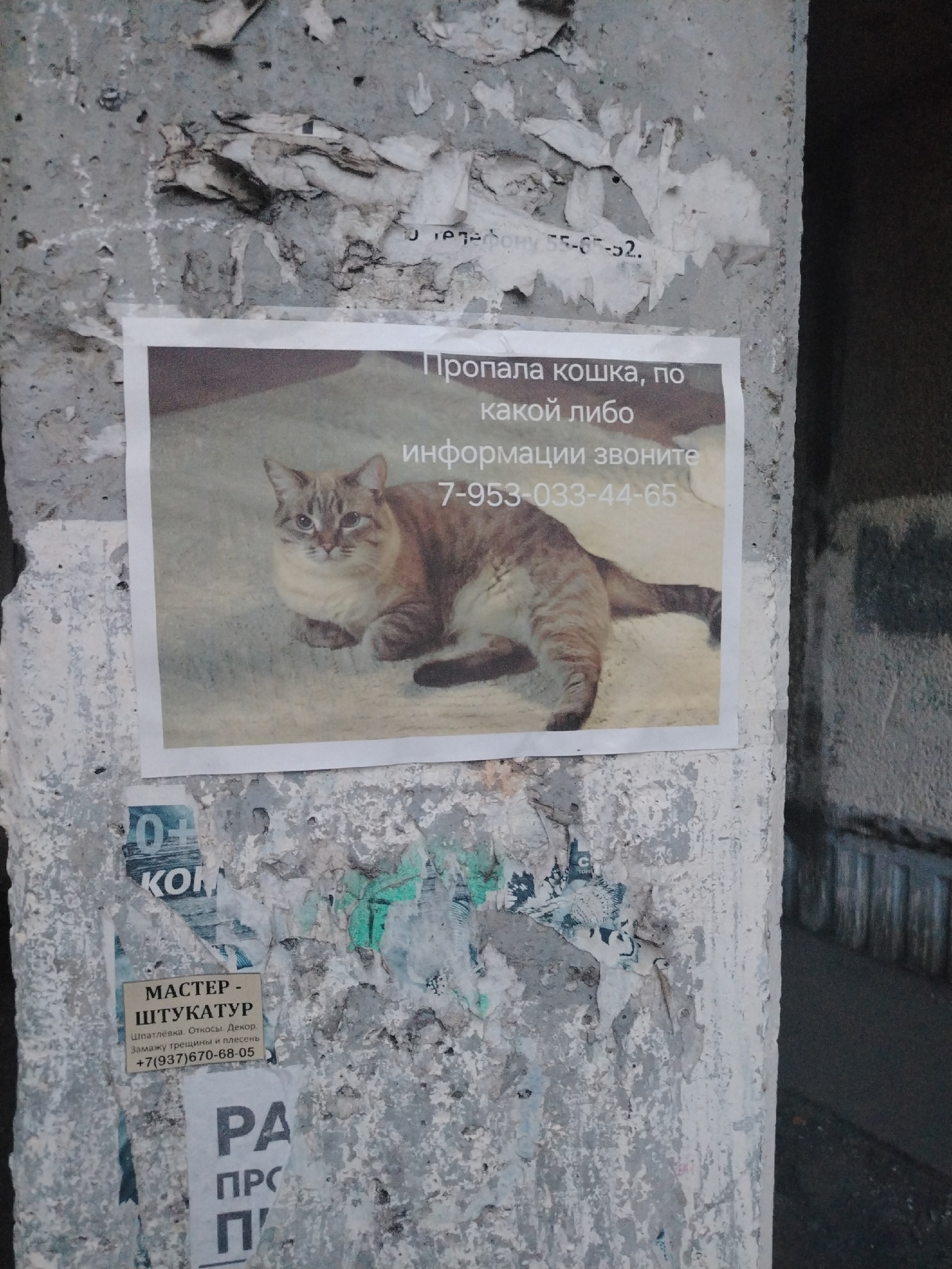 Найдена кошка в Саранске — фото объявления