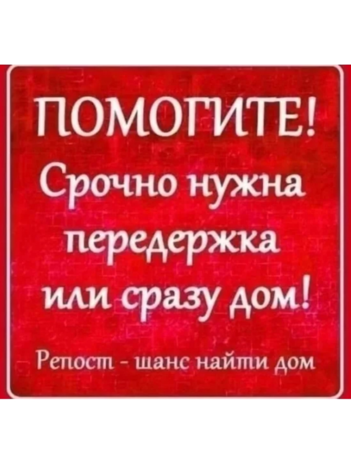 Найдена собака в Мурманске — фото объявления