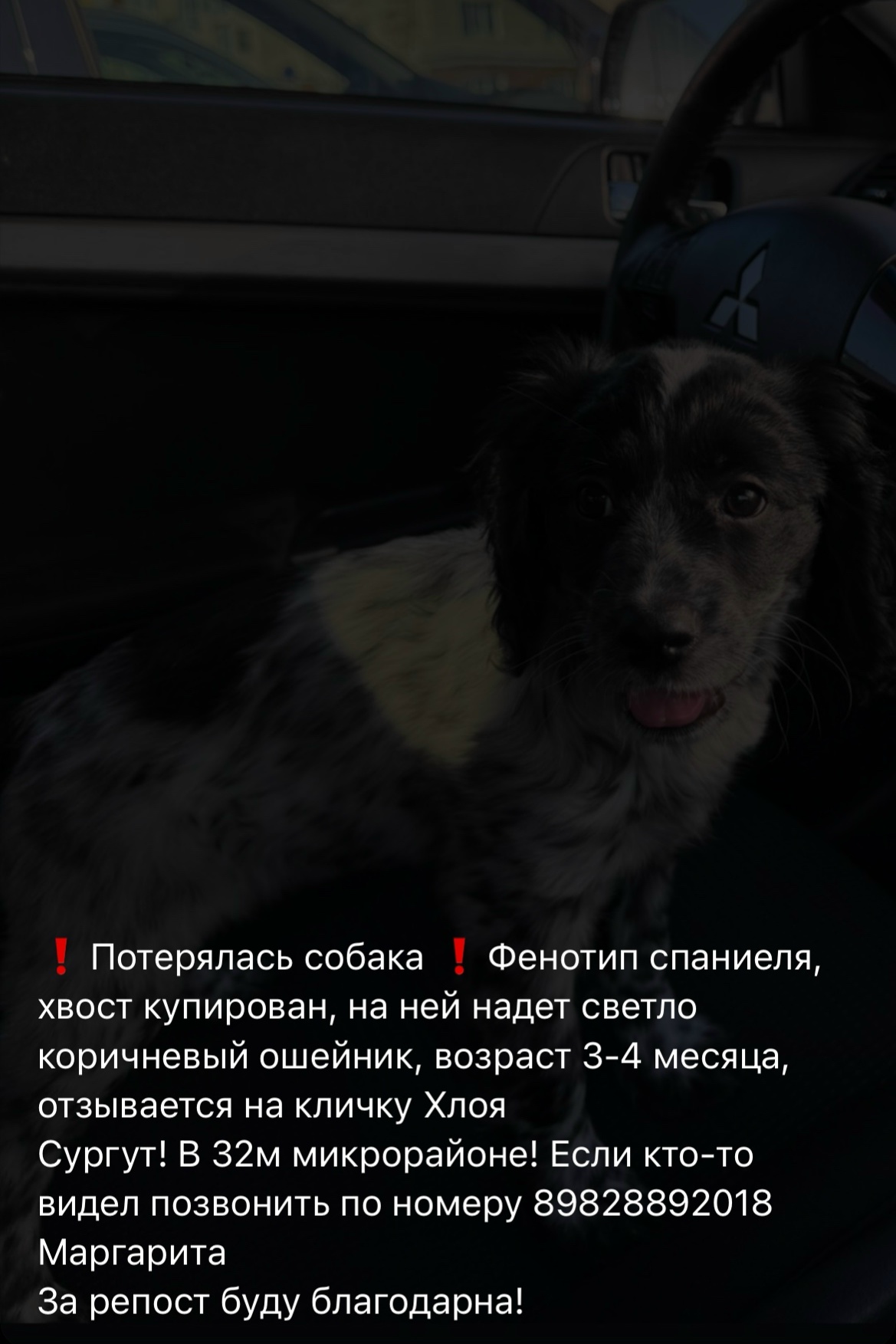 Объявление о питомце в Сургуте — фото объявления