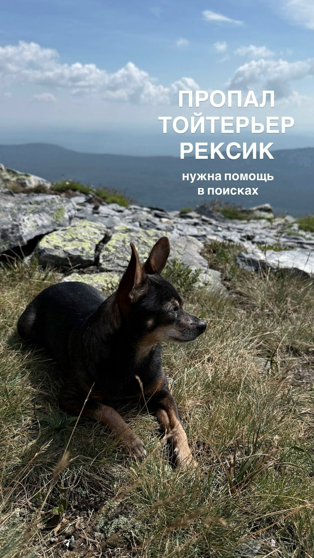 Найдена собака в Перми — фото объявления
