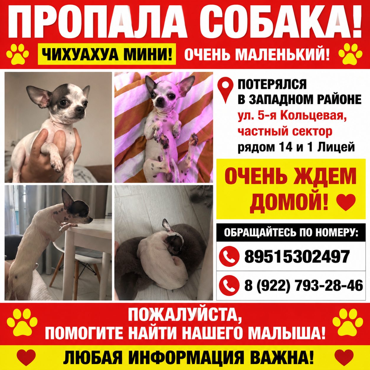 Пропала собака в Ростове-на-Дону — фото объявления