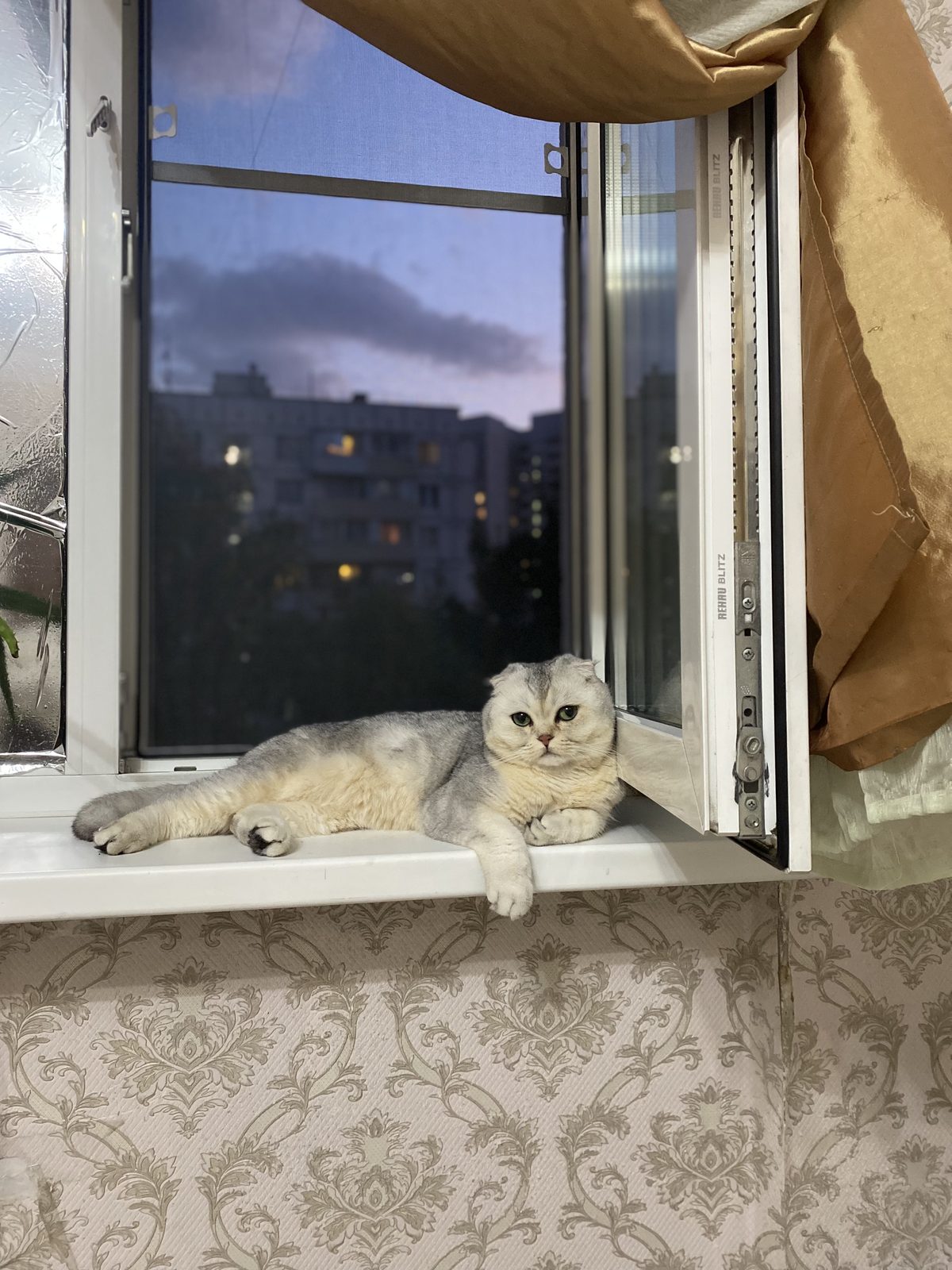 Пропала кошка в Москве — фото объявления