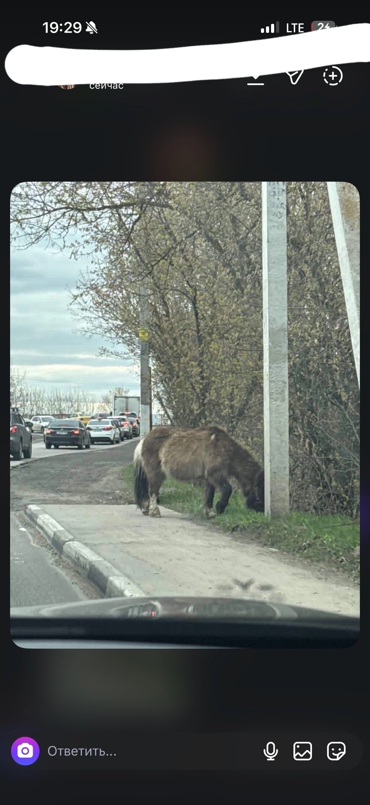 Найдена собака в Жуковском — фото объявления