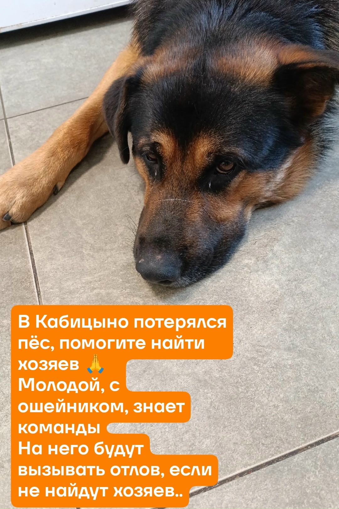 Объявление о питомце в Обнинске — фото объявления