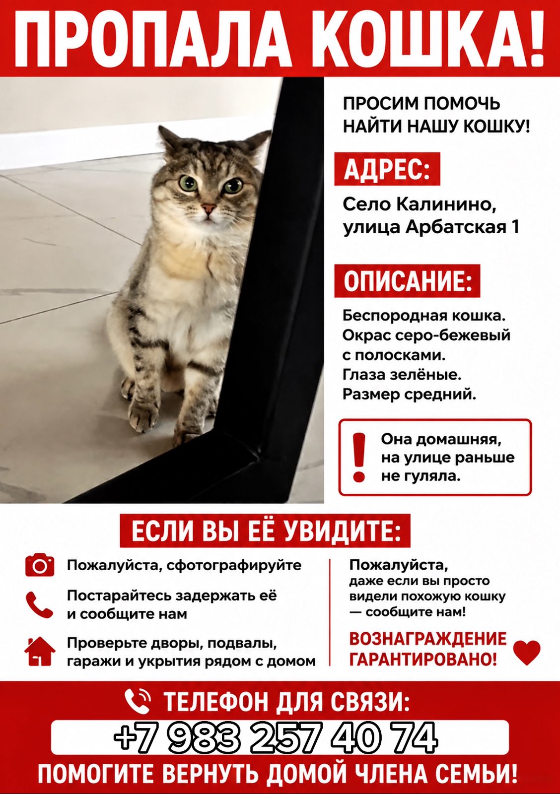 Пропала кошка в Абакане — Просим помощь!!! , Село калинино