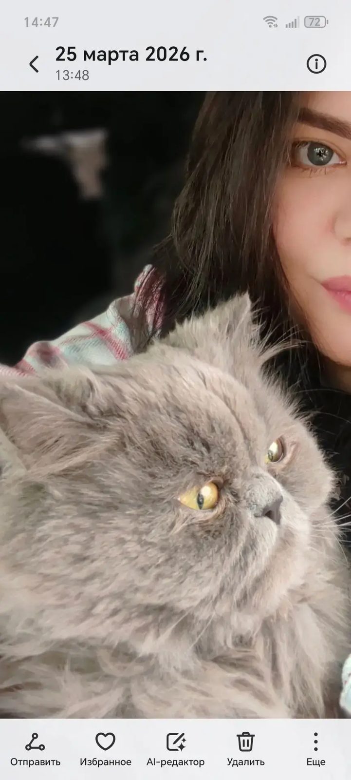 Пропала кошка в Улан-Удэ — Пишите в Макс по номеру +7 993 ***-**-06,+8 993 ***-**-06