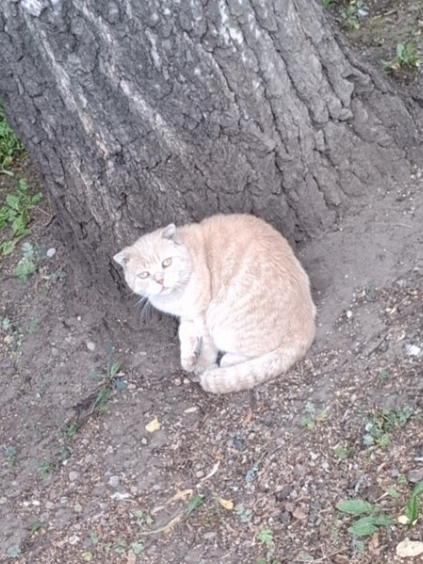 Найдена кошка в Нижнекамске — фото объявления