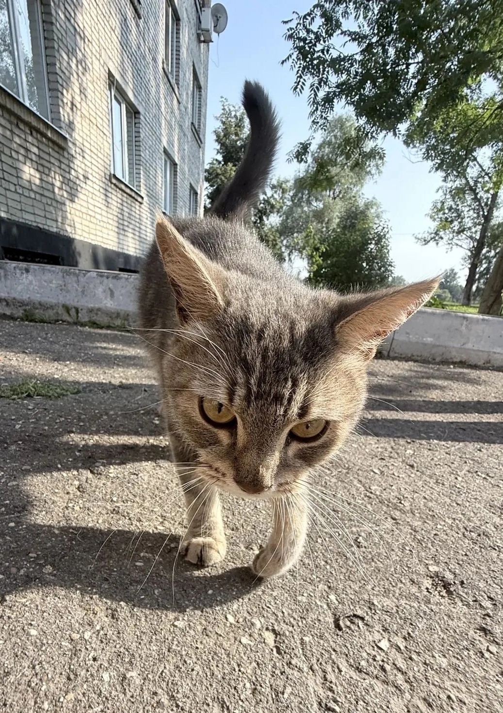 Найдена кошка в Ступине — фото объявления