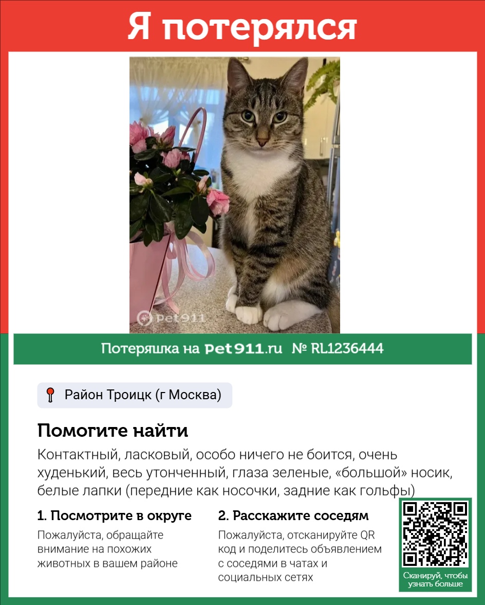 Найдена кошка в Пятигорске — фото объявления