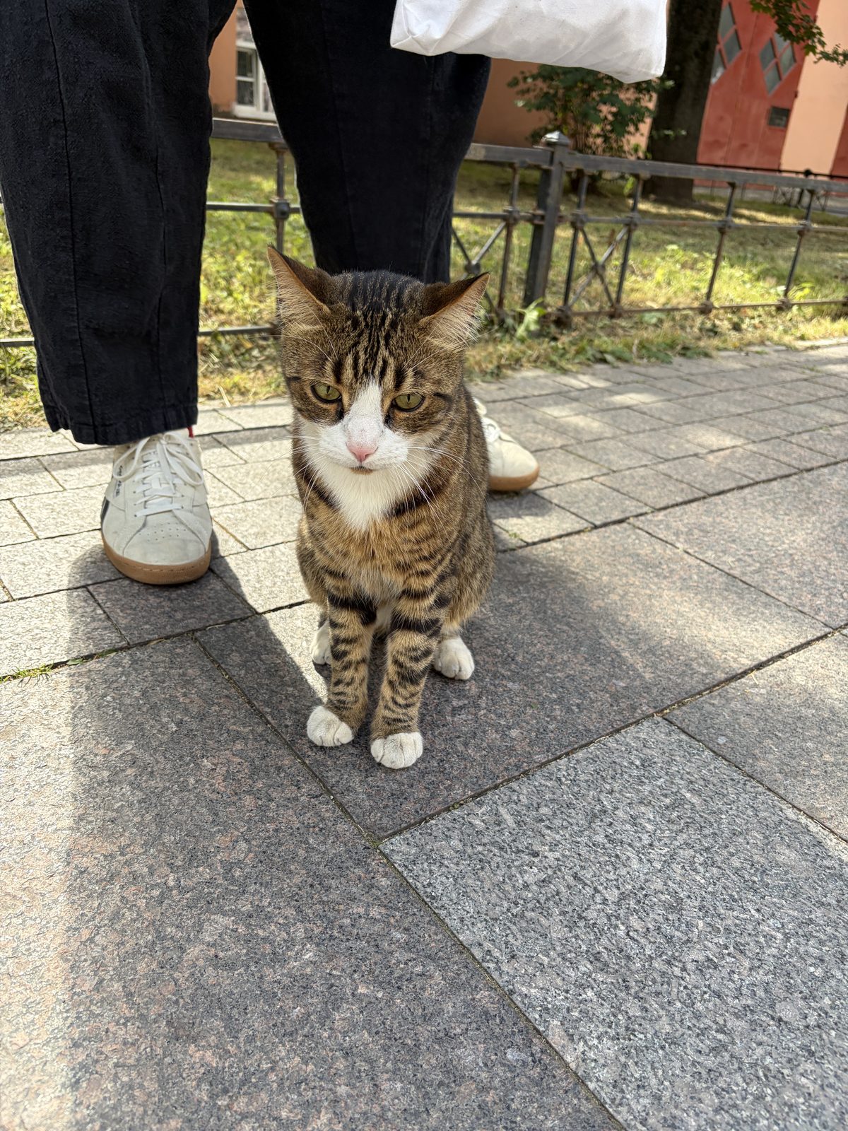 Найдена кошка в Санкт-Петербурге — Видели кота, Петроградка