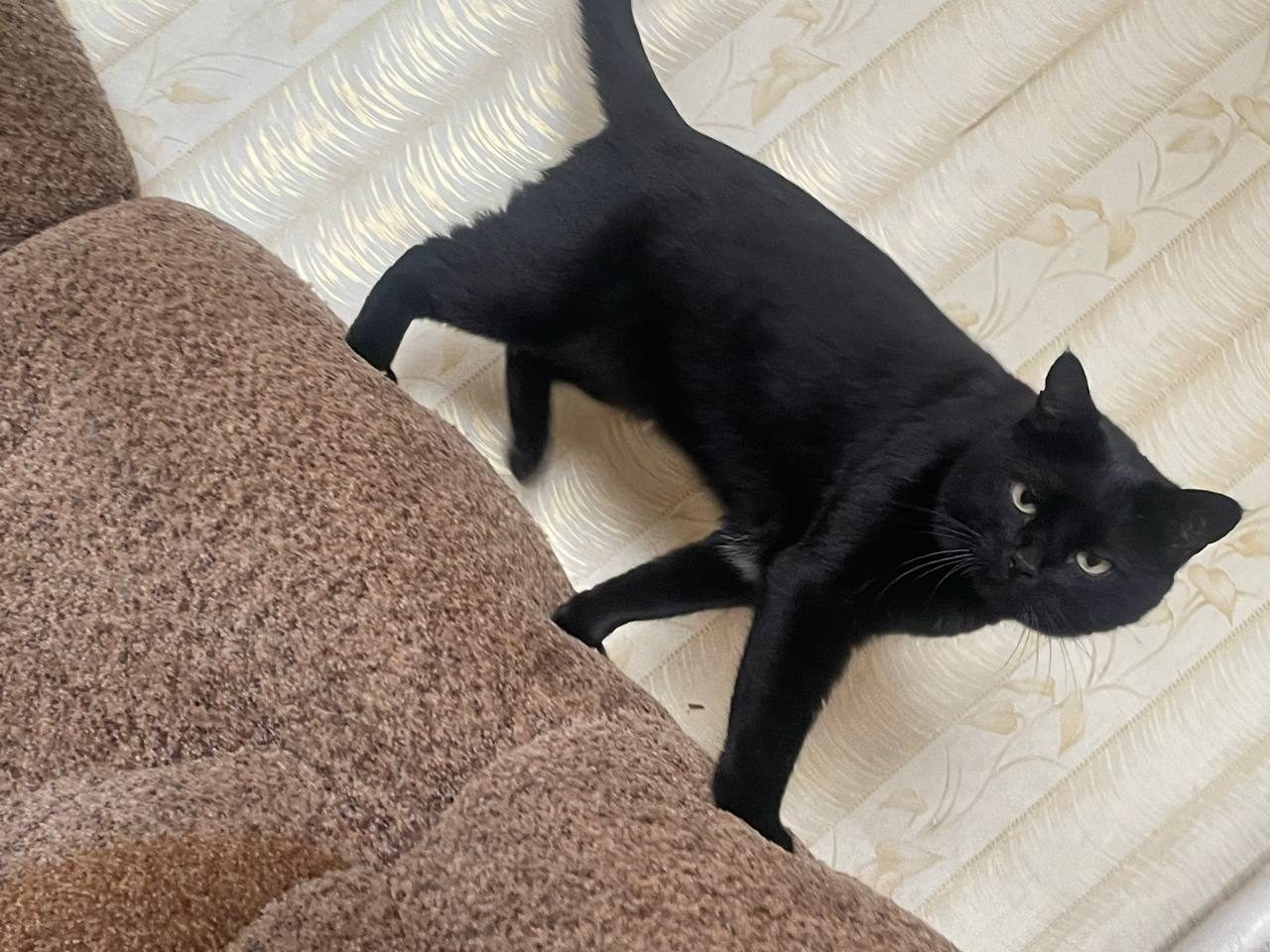 Пропала кошка в Липецке — Кот пошел гулять днем и не пришел вечером домой, ничем не болел, будет полезна любая помощь даже если…