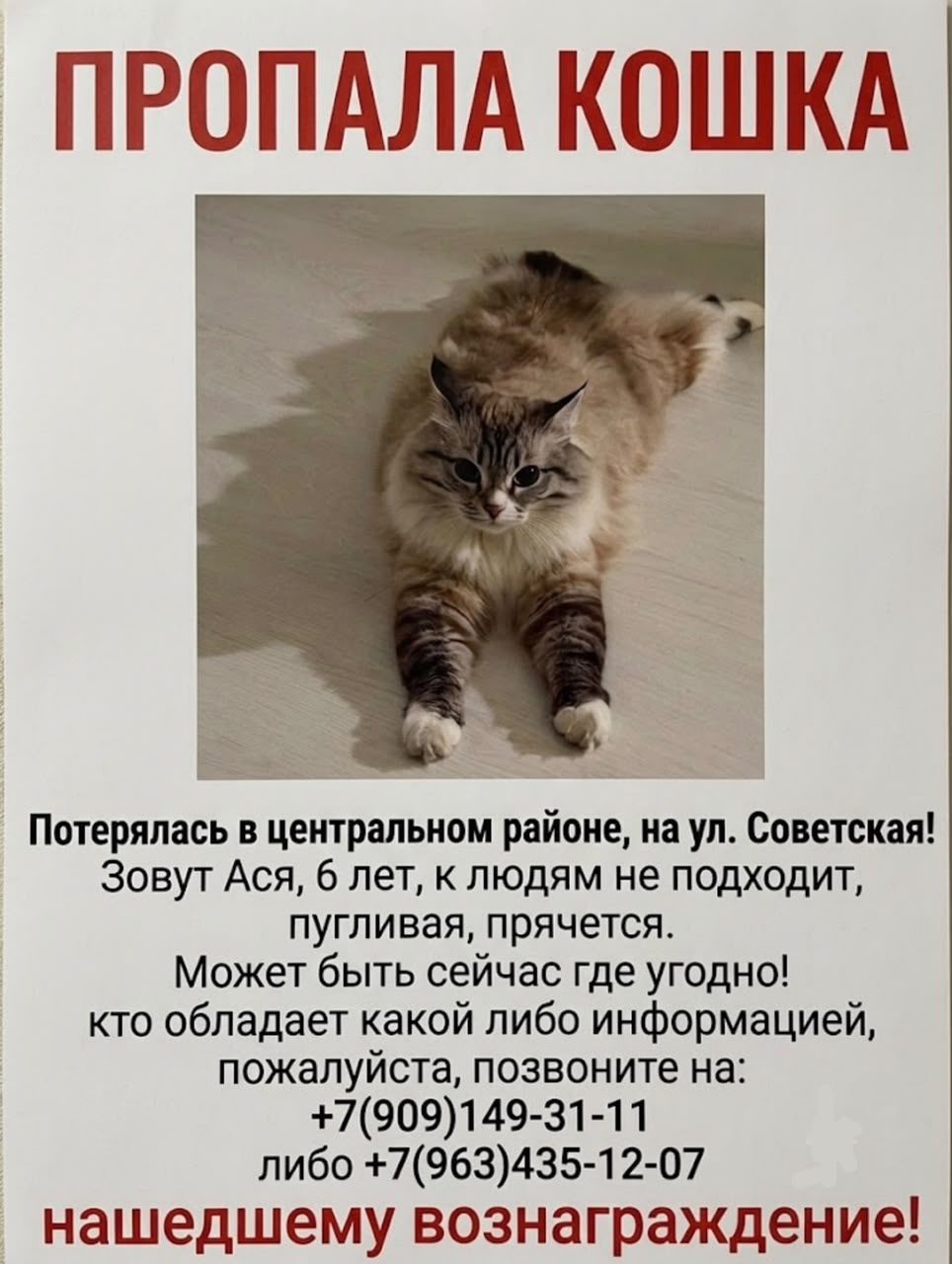 Пропала кошка в Кургане — Помогите найти