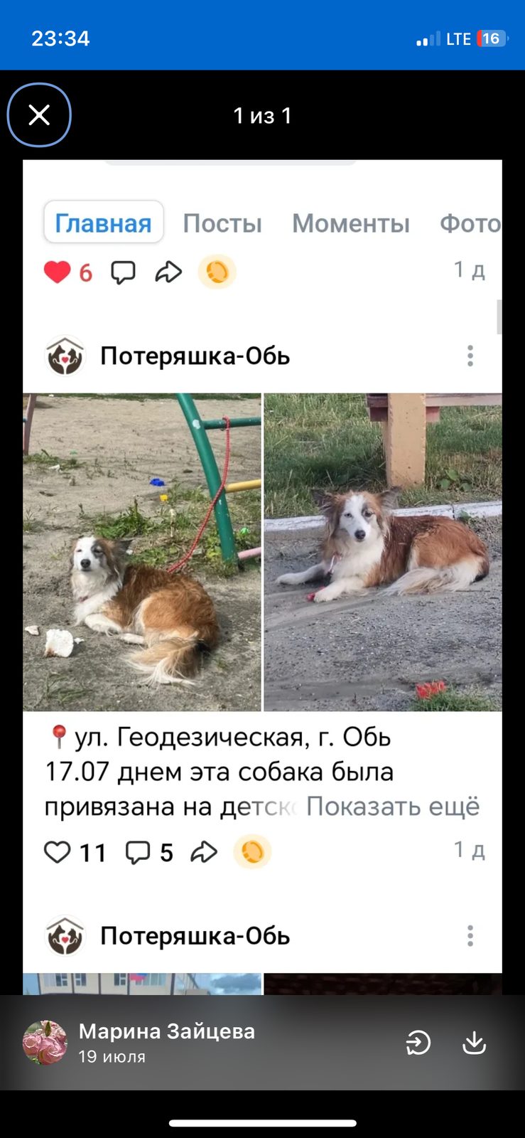 Пропала собака в Новосибирске — фото объявления
