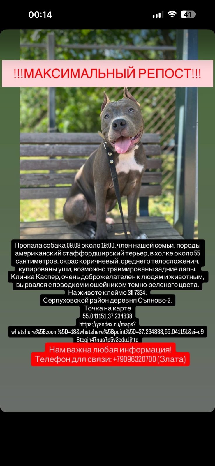 Пропала собака в Серпухове — фото объявления