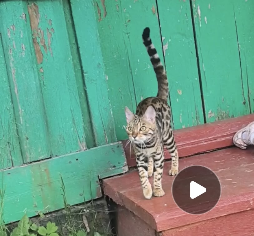 Найдена кошка в Калуге — фото объявления