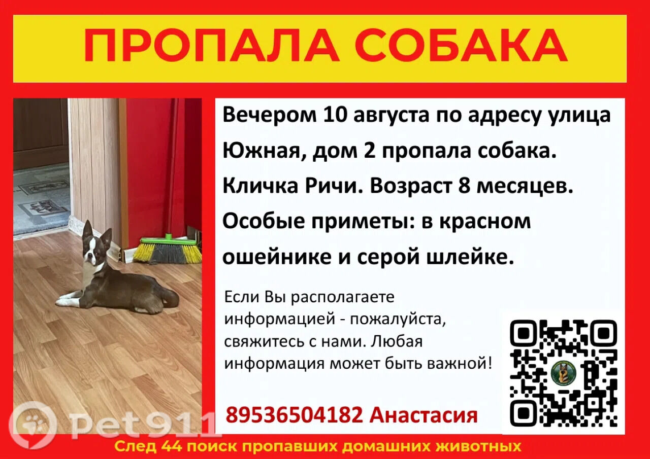 Найдена собака в Костроме — фото объявления