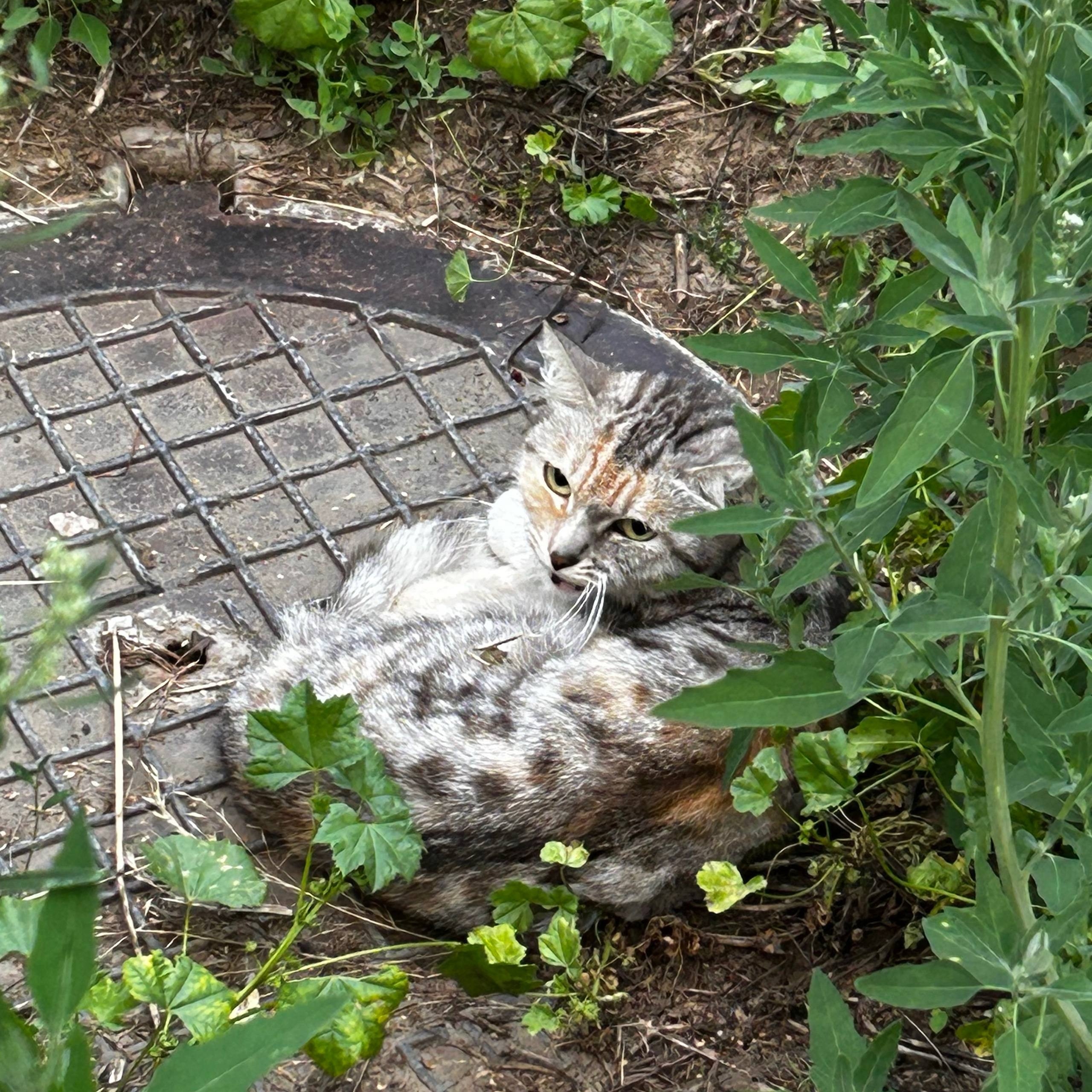 Найдена кошка в Бердске — фото объявления