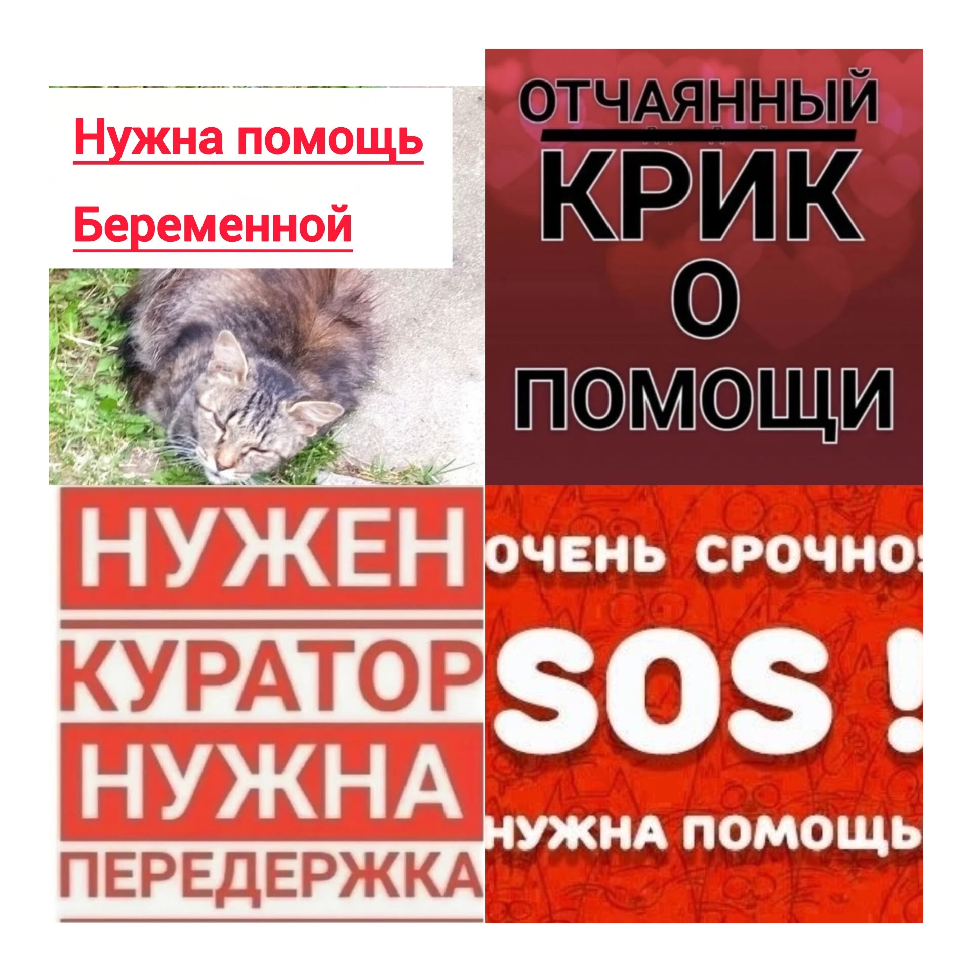 Найдена кошка в Клине — фото объявления
