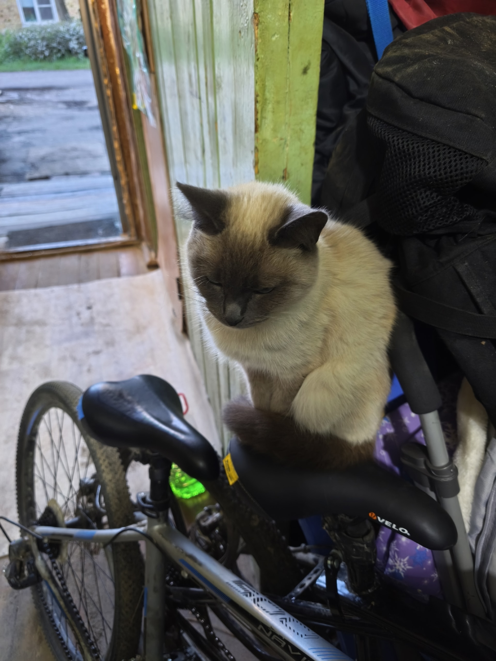 Найдена кошка в Ухте — фото объявления