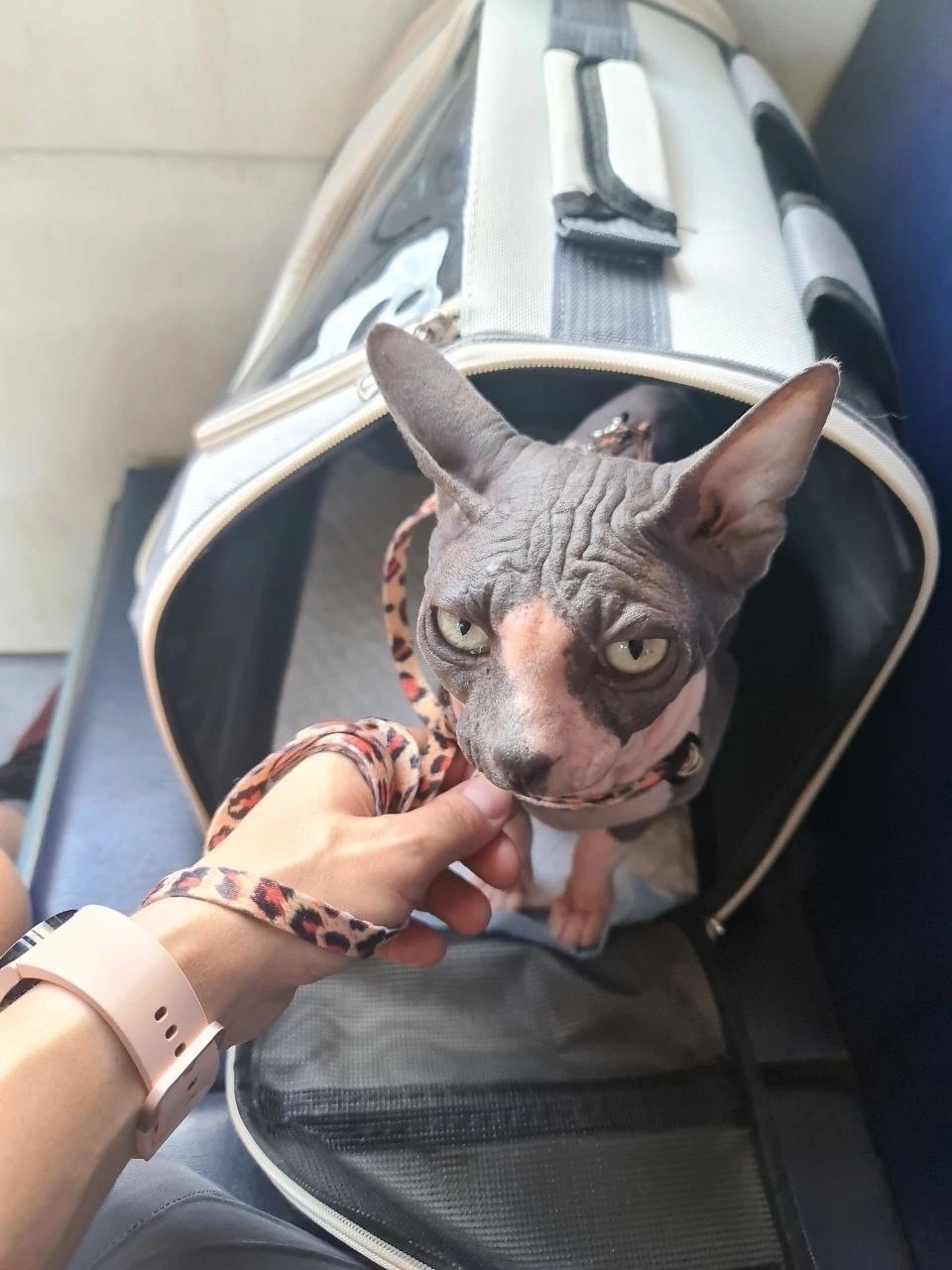 Найдена кошка в Домодедове — фото объявления