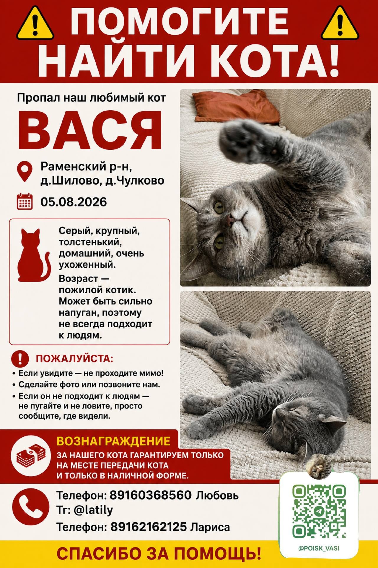 Найдена кошка в Раменском — фото объявления