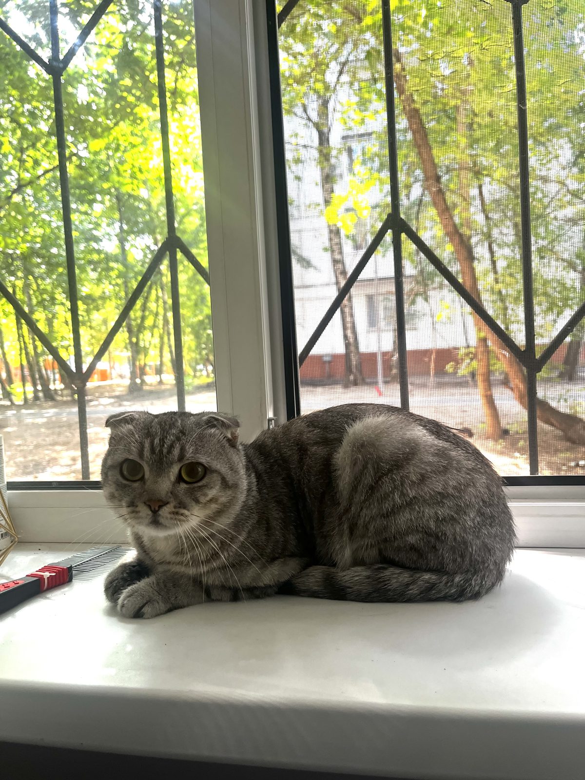 Найдена кошка в Москве — Найдет кот