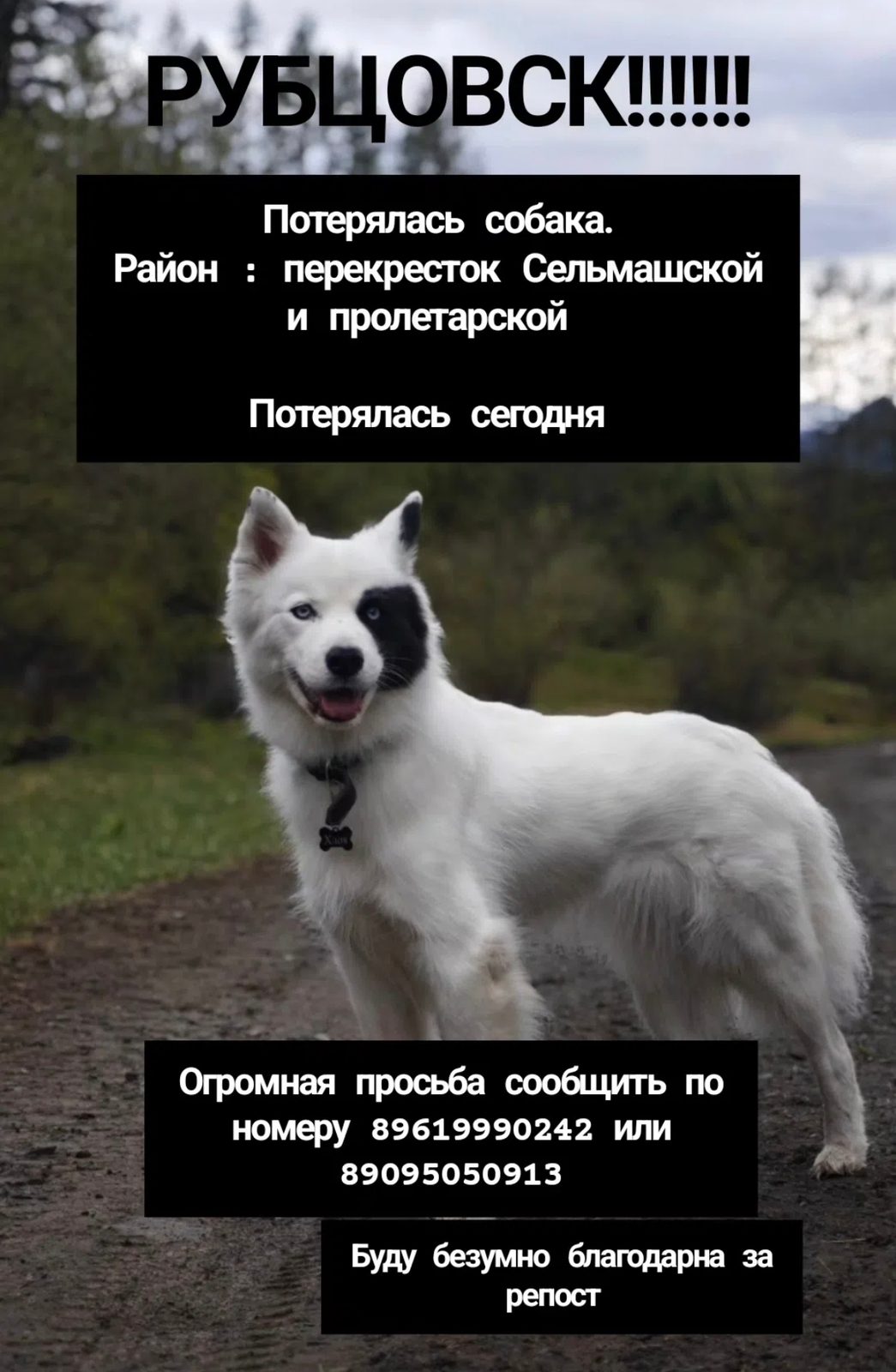 Пропала собака в Рубцовске — фото объявления